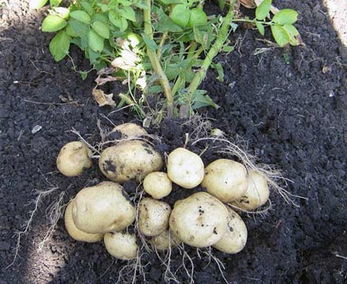 Два урожая с одного куста картофеля