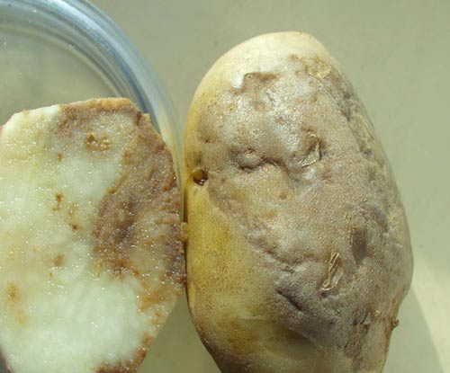 Защищаем картофель от фитофтороза и проволочника