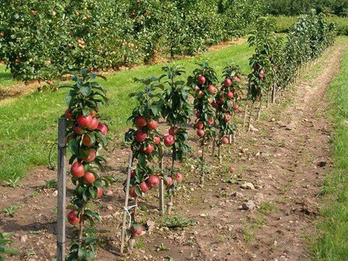 Карликовые яблони: сорта, которые нужны всем