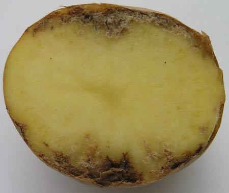 Стеблевая картофельная нематода