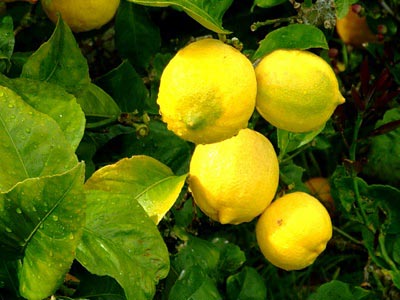 limon doma