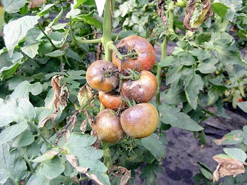 Защищаем помидоры от фитофтороза