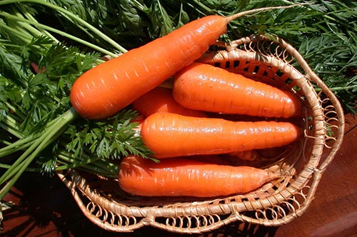 Уборка и хранение моркови, свеклы и других корнеплодов