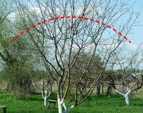 Формирование кроны плодовых деревьев в уральском саду