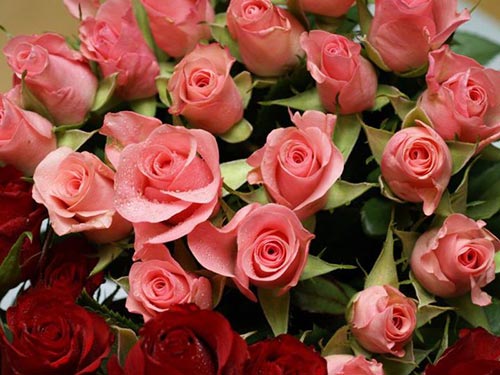 Как сохранить розы и другие срезанные цветы