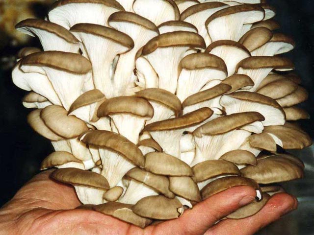 Выращивание грибов вешенки