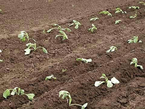 Посадка и выращивание капусты без рассады