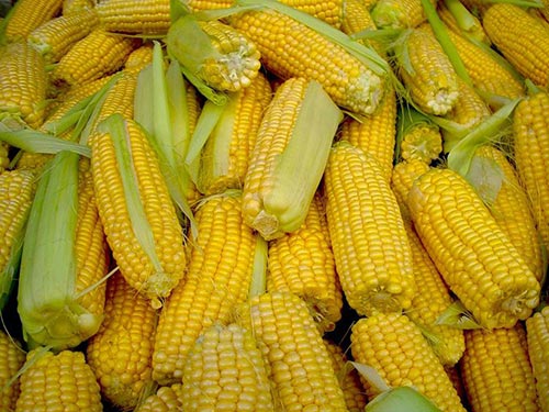 Выращивание кукурузы на даче