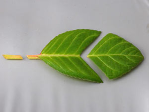 Сенполия - размножение листом