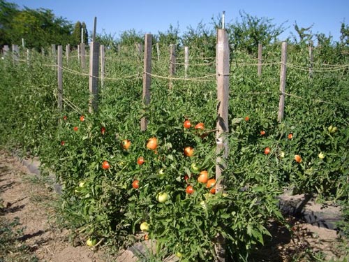 Выращивание помидоров: как получить хороший урожай?